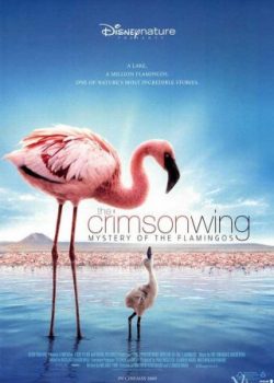 Bí Mật Của Chim Hồng Hạc – The Crimson Wing: Mystery Of The Flamingos