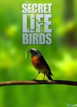 Cuộc Sống Bí Mật Của Loài Chim – The Secret Life Of Birds
